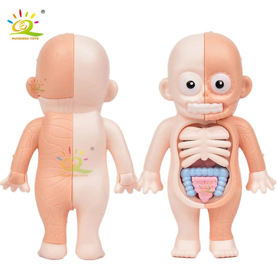 HUIQIBAO Kid Montessori 3D Puzzle Human Body Anatomy Model Educational Learning Organ Assembled Toy Body Teaching Tool Children - ToylandEU