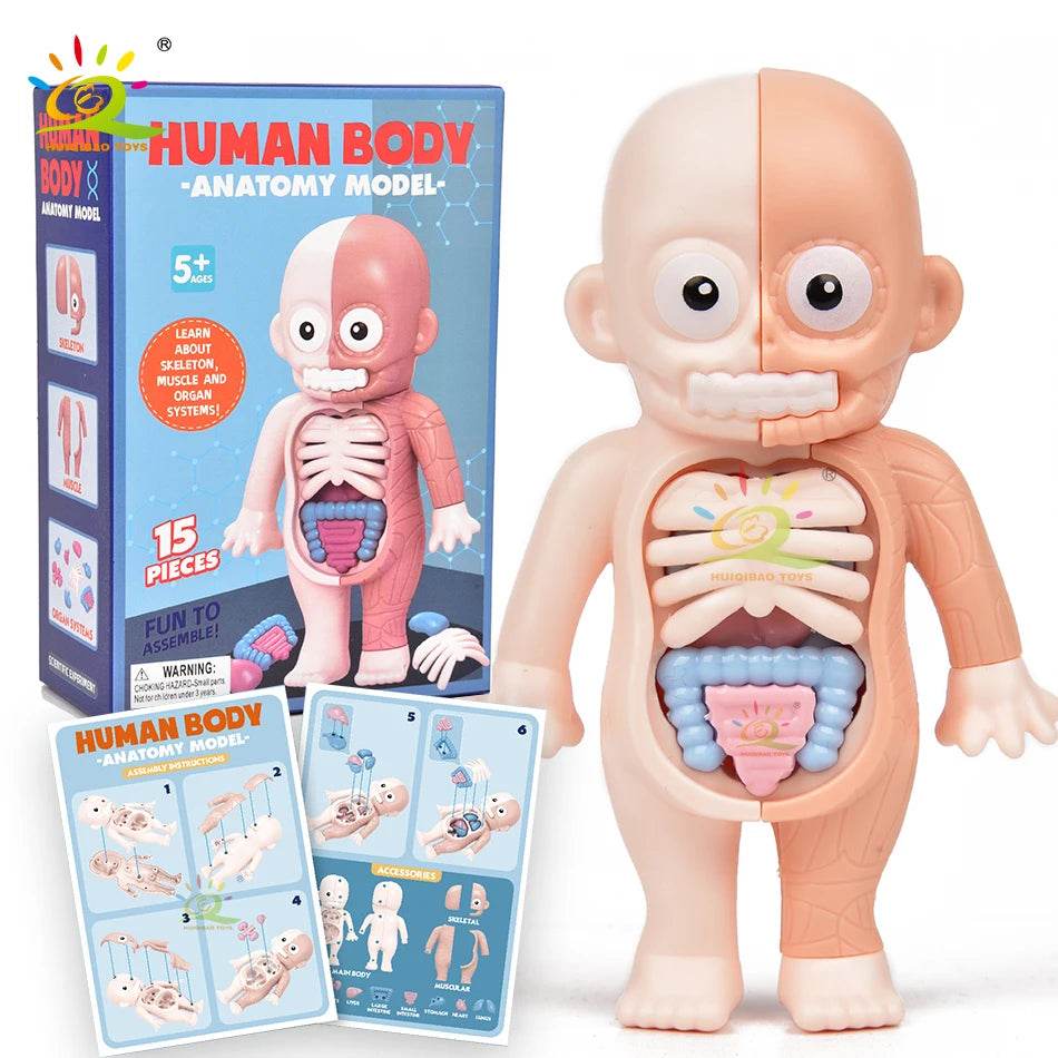 HUIQIBAO Kid Montessori 3D Puzzle Human Body Anatomy Model Educational Learning Organ Assembled Toy Body Teaching Tool Children - ToylandEU