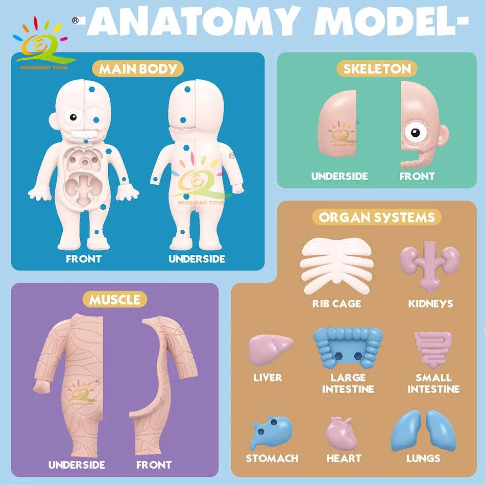 HUIQIBAO Kid Montessori 3D Puzzle Human Body Anatomy Model Educational Learning Organ Assembled Toy Body Teaching Tool Children - ToylandEU