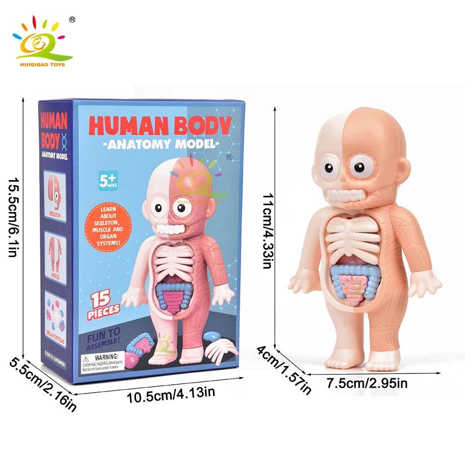 HUIQIBAO Kid Montessori 3D Puzzle Human Body Anatomy Model Educational Learning Organ Assembled Toy Body Teaching Tool Children - ToylandEU