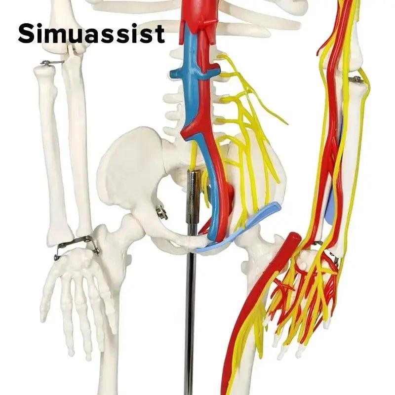  Half Size Anatomical Skeleton Model With Nerves -  ToylandEU™