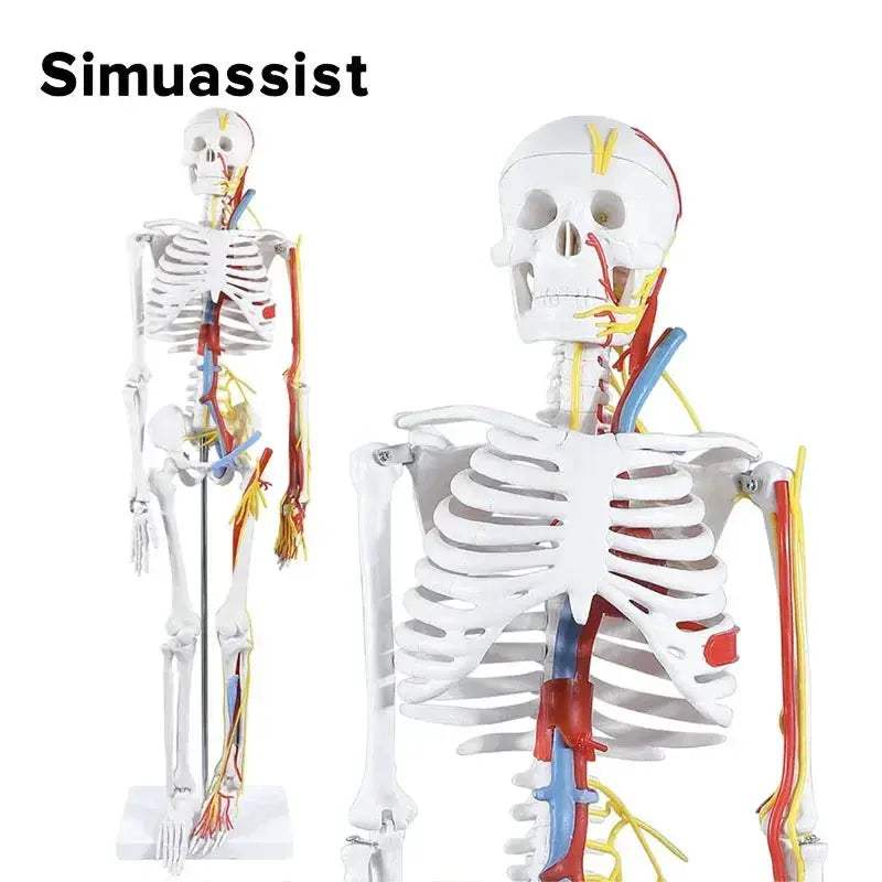 Half Size Anatomical Skeleton Model With Nerves And Blood Vessels - ToylandEU