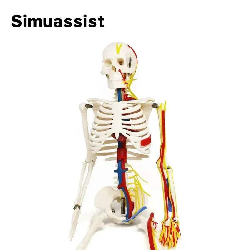 Half Size Anatomical Skeleton Model With Nerves And Blood Vessels - ToylandEU