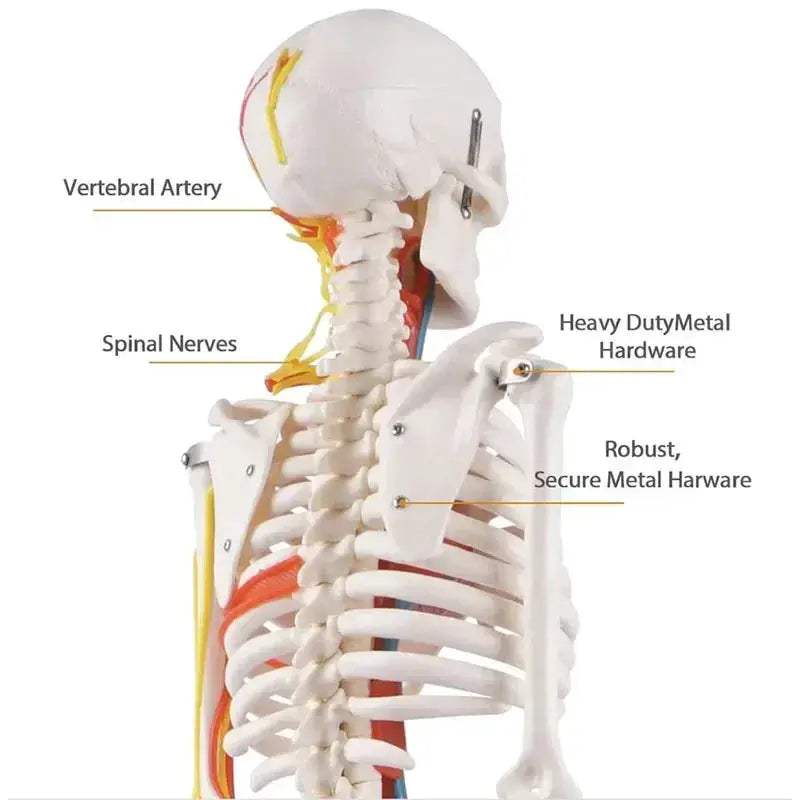 Half Size Anatomical Skeleton Model With Nerves And Blood Vessels - ToylandEU
