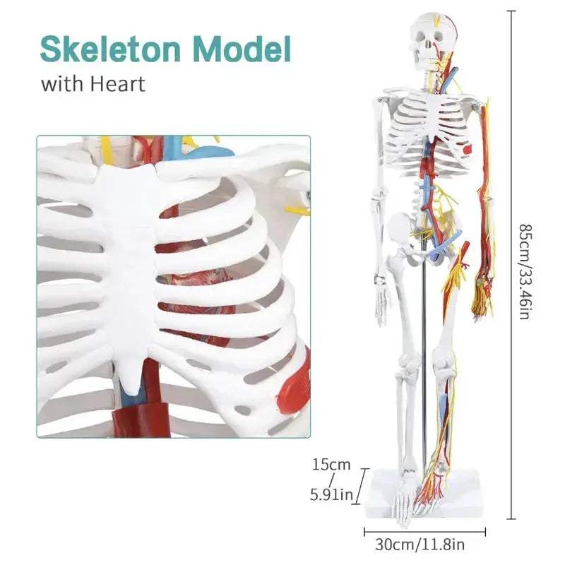 Half Size Anatomical Skeleton Model With Nerves And Blood Vessels - ToylandEU