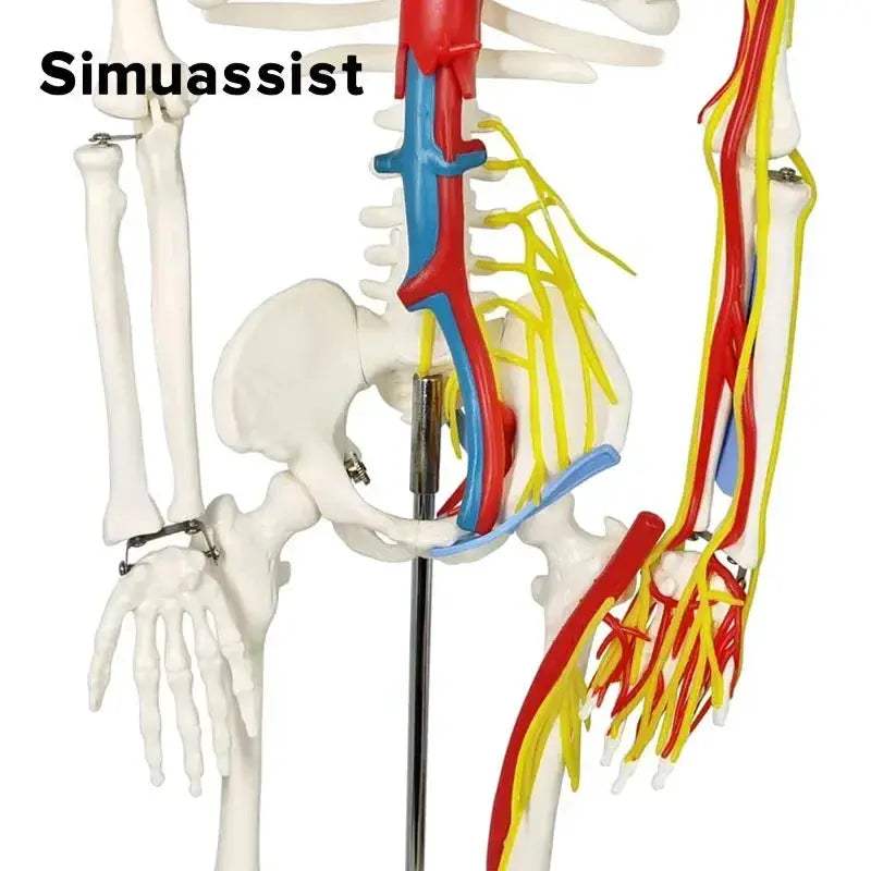 Half Size Anatomical Skeleton Model With Nerves And Blood Vessels - ToylandEU