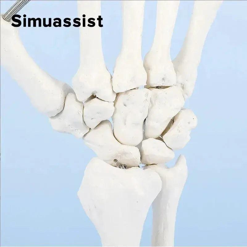  Hand Skeleton Model One To One Size Medical Teaching -  ToylandEU™