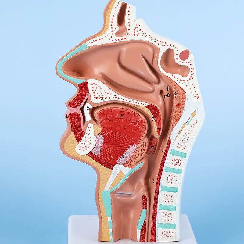 Modelo de anatomia da cabeça, modelo nasofaríngeo, modelo de nervo vascular lateral na boca, nariz e garganta - ToylandEU