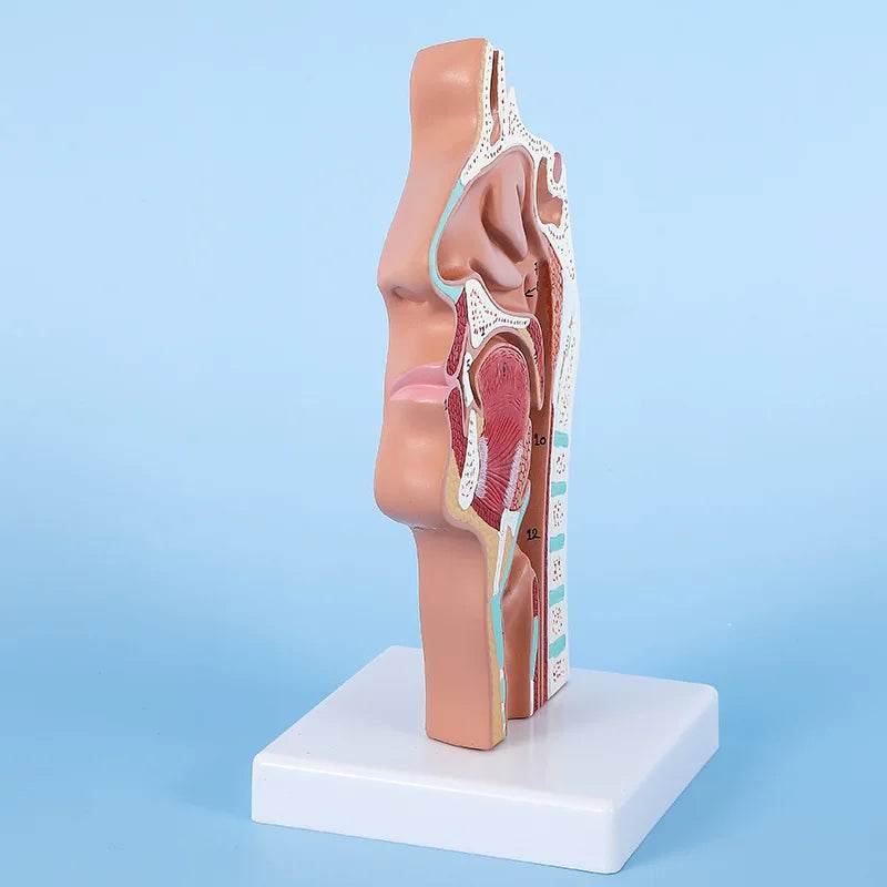 Modelo de anatomia da cabeça, modelo nasofaríngeo, modelo de nervo vascular lateral na boca, nariz e garganta - ToylandEU