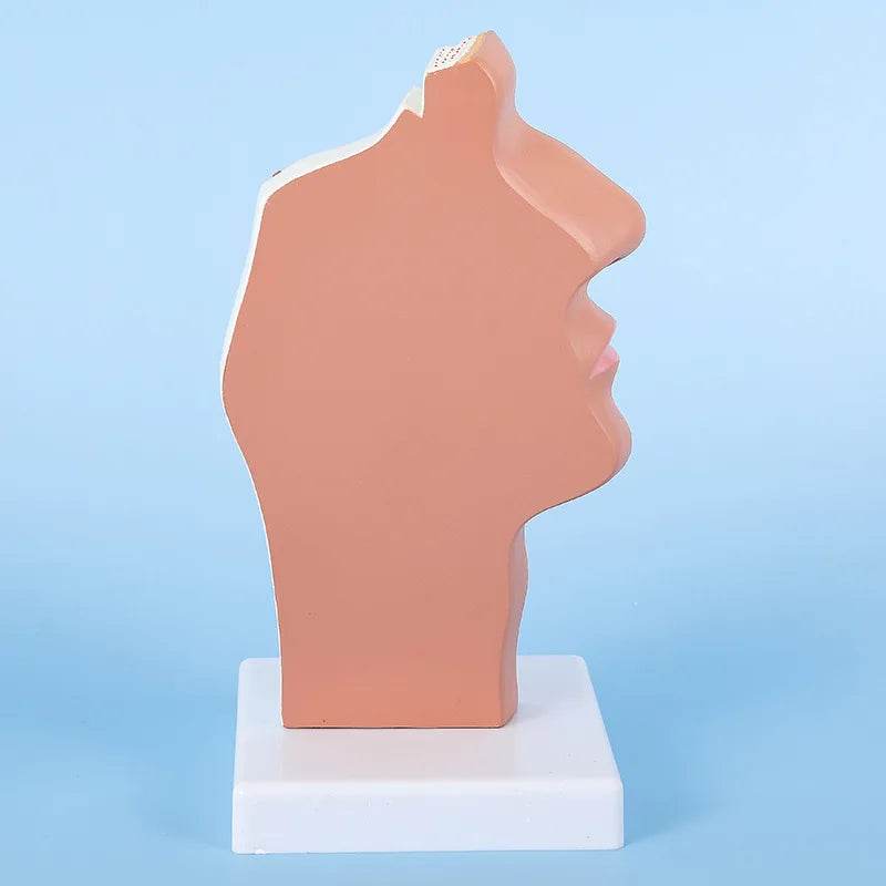Modelo de anatomia da cabeça, modelo nasofaríngeo, modelo de nervo vascular lateral na boca, nariz e garganta - ToylandEU