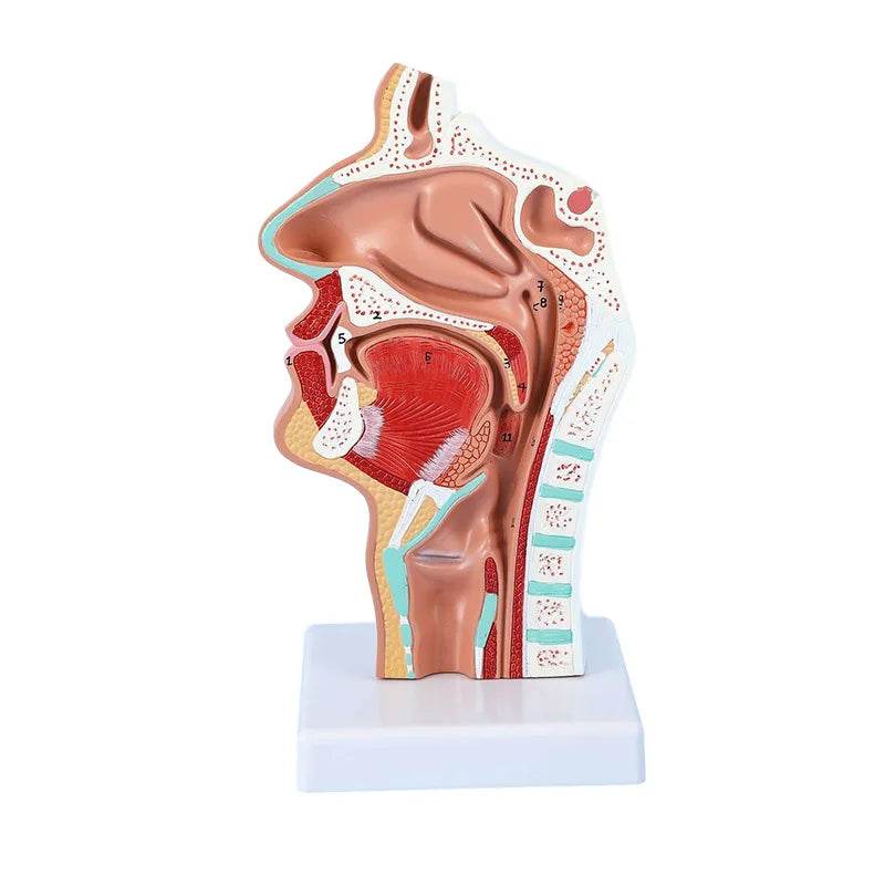 Modelo de anatomia da cabeça, modelo nasofaríngeo, modelo de nervo vascular lateral na boca, nariz e garganta - ToylandEU