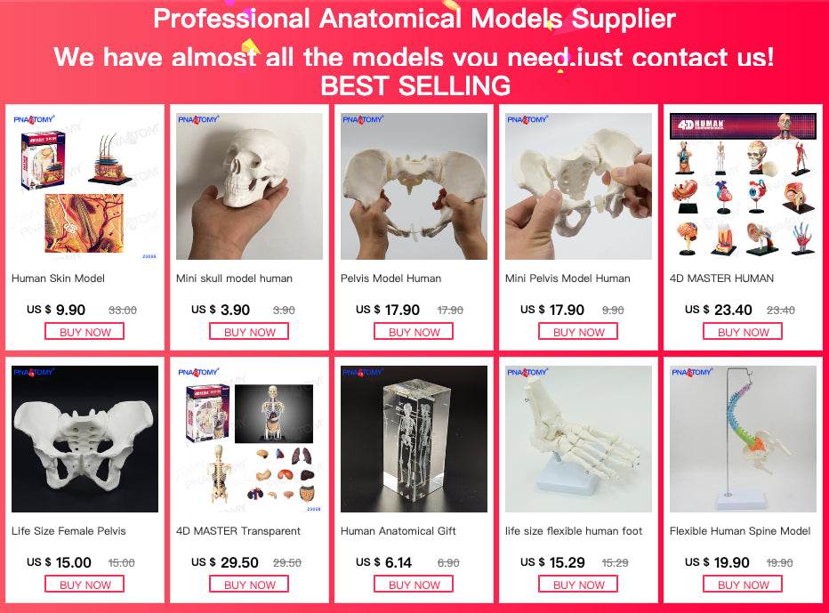 Modelo de anatomia da cabeça, modelo nasofaríngeo, modelo de nervo vascular lateral na boca, nariz e garganta - ToylandEU