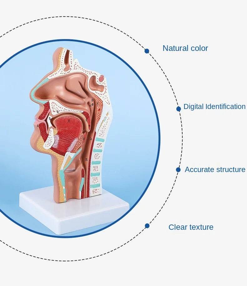 Modelo de anatomia da cabeça, modelo nasofaríngeo, modelo de nervo vascular lateral na boca, nariz e garganta - ToylandEU