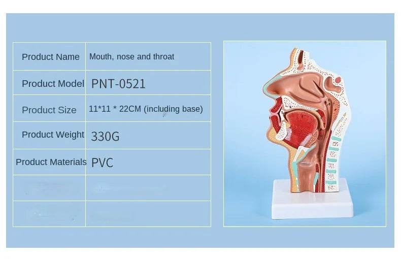 Modelo de anatomia da cabeça, modelo nasofaríngeo, modelo de nervo vascular lateral na boca, nariz e garganta - ToylandEU