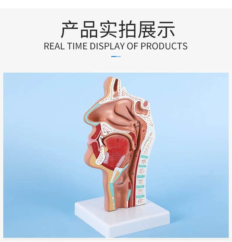 Modelo de anatomia da cabeça, modelo nasofaríngeo, modelo de nervo vascular lateral na boca, nariz e garganta - ToylandEU
