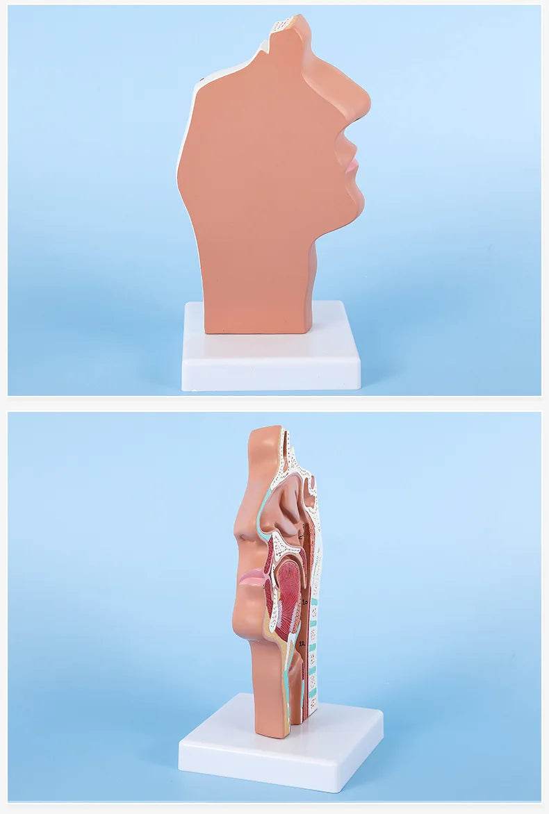 Modelo de anatomia da cabeça, modelo nasofaríngeo, modelo de nervo vascular lateral na boca, nariz e garganta - ToylandEU