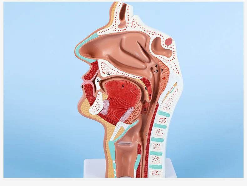 Modelo de anatomia da cabeça, modelo nasofaríngeo, modelo de nervo vascular lateral na boca, nariz e garganta - ToylandEU