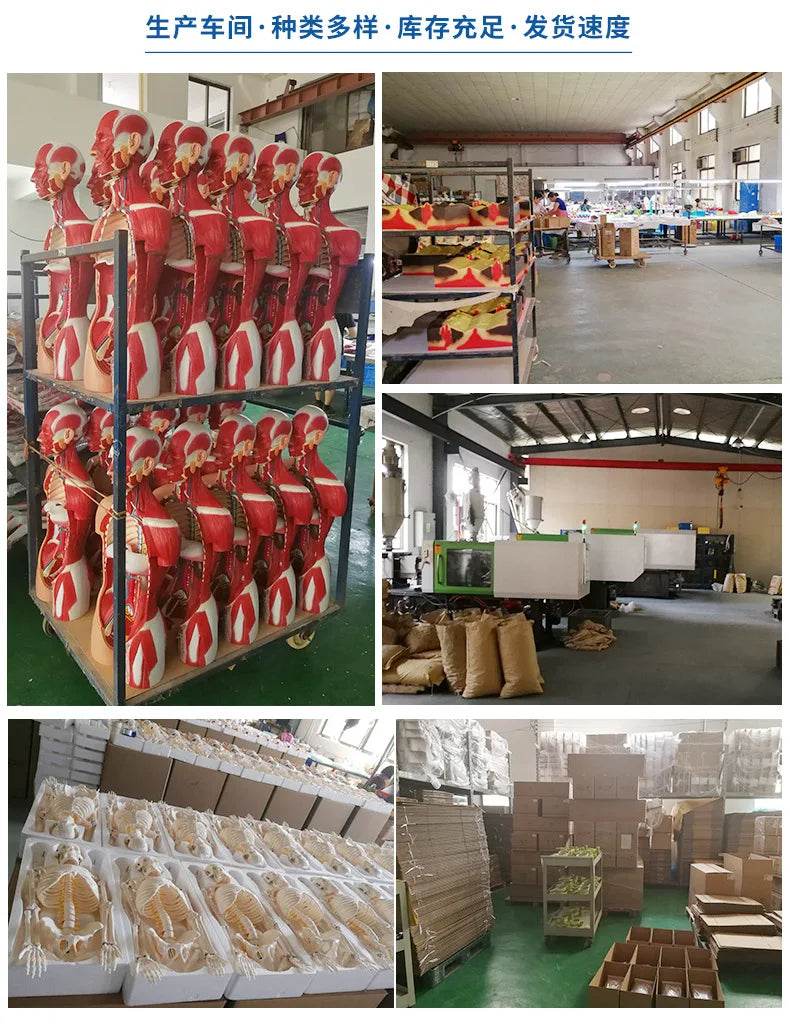 Modelo de anatomia da cabeça, modelo nasofaríngeo, modelo de nervo vascular lateral na boca, nariz e garganta - ToylandEU