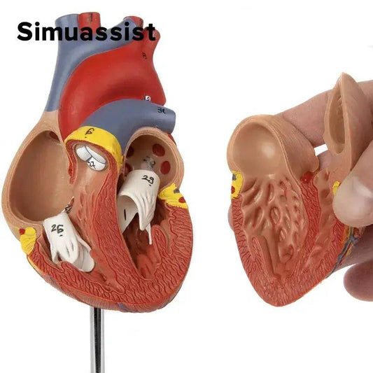  Heart Anatomy Model Life Size Teaching Resources -  ToylandEU™
