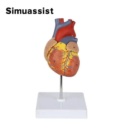  Heart Anatomy Model Life Size Teaching Resources -  ToylandEU™