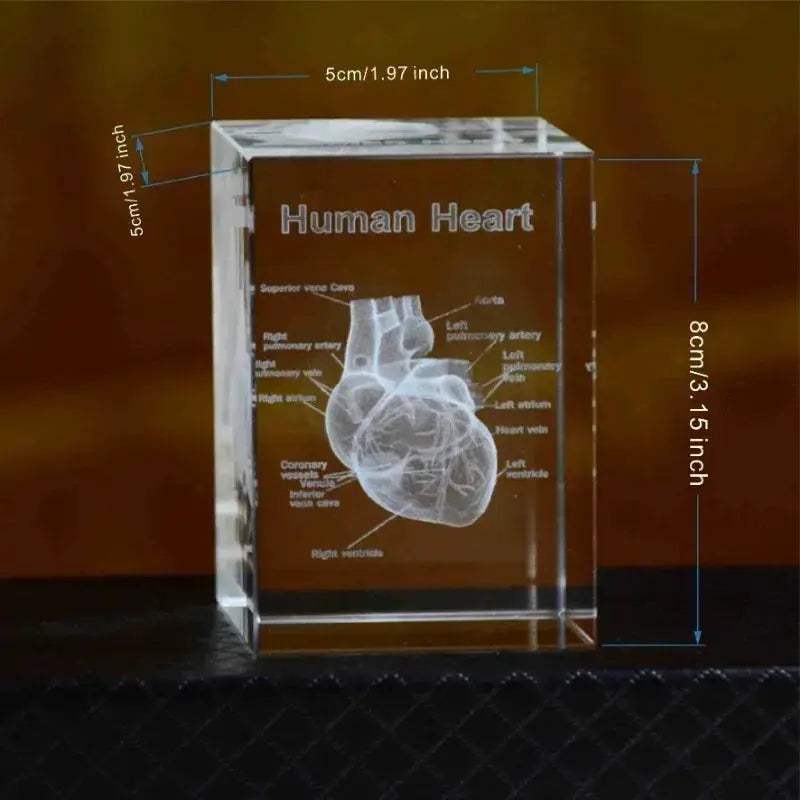 Heart Crystal Cube 3D Engraved Anatomical Model Desk Paperweight - ToylandEU
