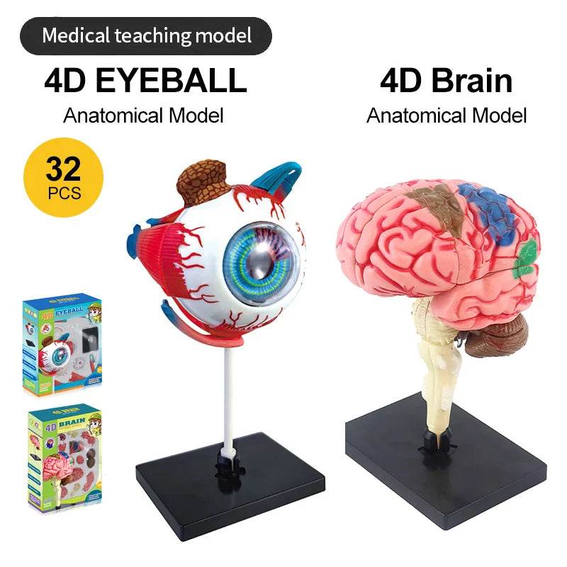 Montagem de modelo de anatomia cerebral humana 4D de alta qualidade faça você mesmo para estudo de biologia médica e ferramenta de ensino - ToylandEU