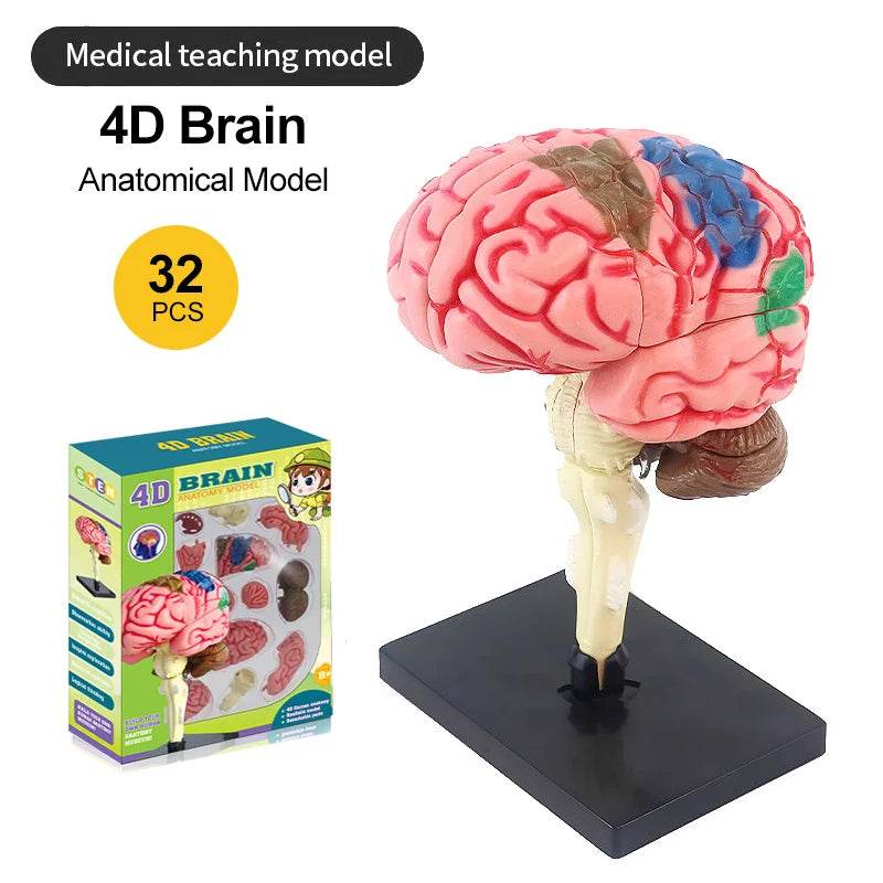 Montagem de modelo de anatomia cerebral humana 4D de alta qualidade faça você mesmo para estudo de biologia médica e ferramenta de ensino - ToylandEU