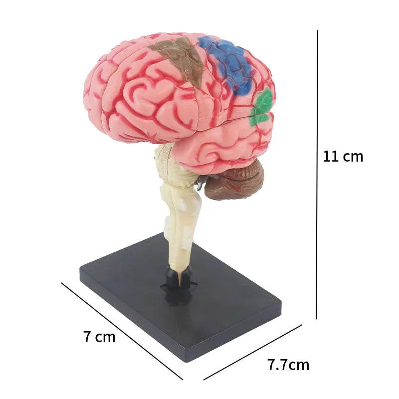 Montagem de modelo de anatomia cerebral humana 4D de alta qualidade faça você mesmo para estudo de biologia médica e ferramenta de ensino - ToylandEU