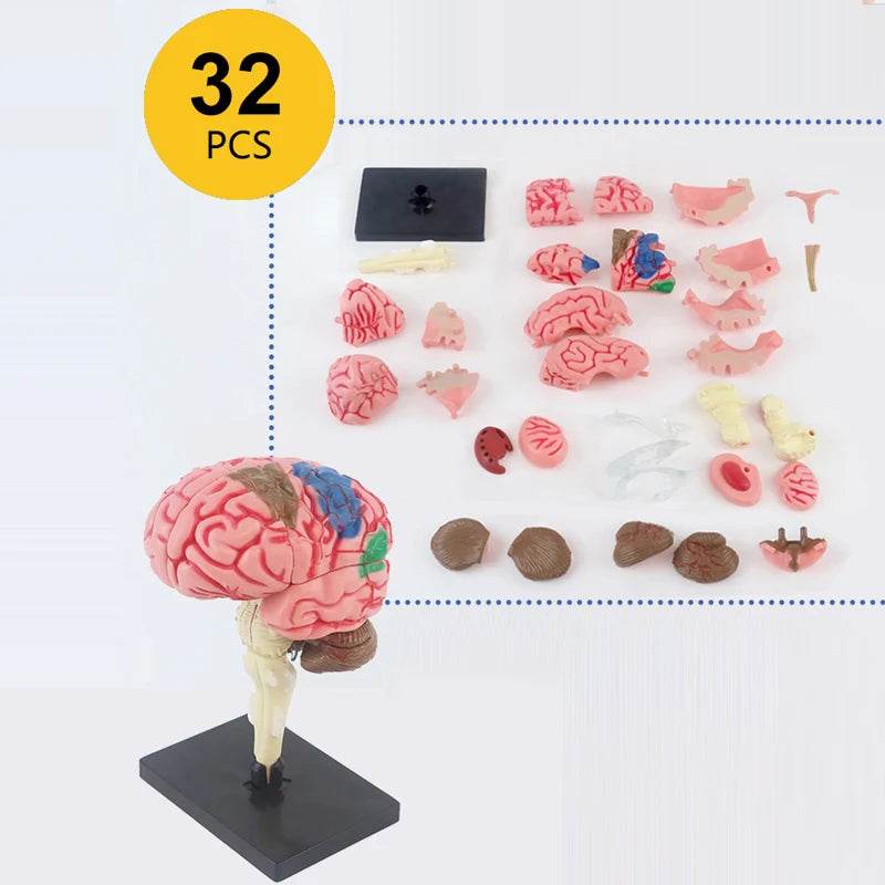 Montagem de modelo de anatomia cerebral humana 4D de alta qualidade faça você mesmo para estudo de biologia médica e ferramenta de ensino - ToylandEU