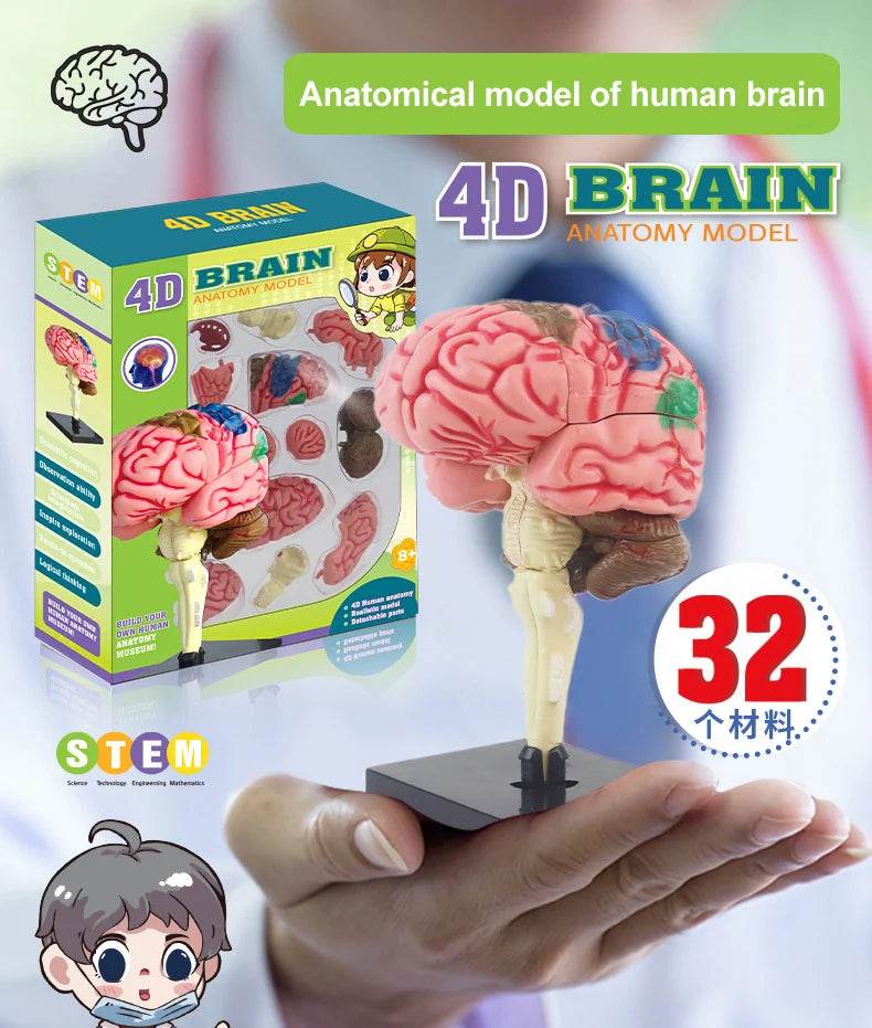 Montagem de modelo de anatomia cerebral humana 4D de alta qualidade faça você mesmo para estudo de biologia médica e ferramenta de ensino - ToylandEU