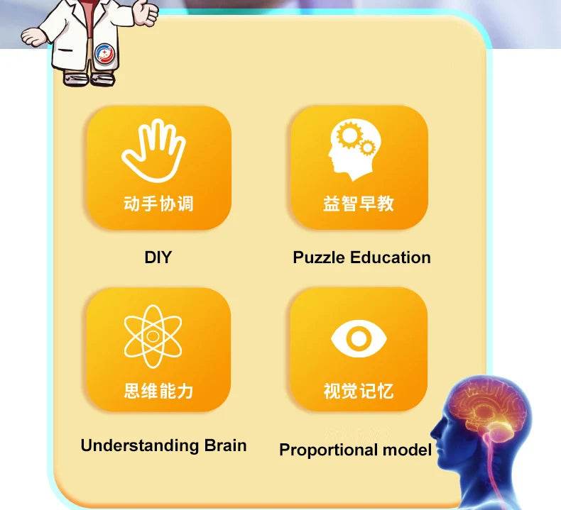 Montagem de modelo de anatomia cerebral humana 4D de alta qualidade faça você mesmo para estudo de biologia médica e ferramenta de ensino - ToylandEU