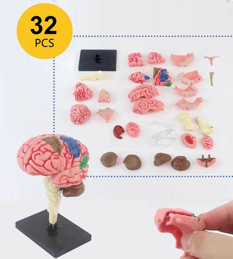 Montagem de modelo de anatomia cerebral humana 4D de alta qualidade faça você mesmo para estudo de biologia médica e ferramenta de ensino - ToylandEU