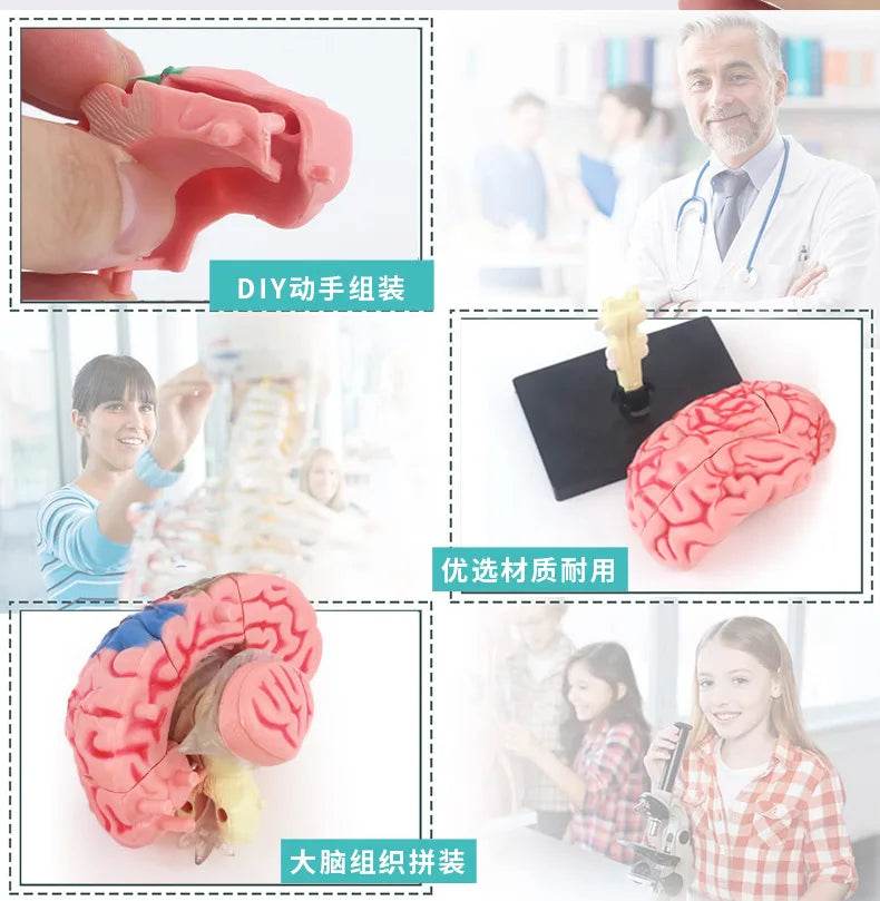 Montagem de modelo de anatomia cerebral humana 4D de alta qualidade faça você mesmo para estudo de biologia médica e ferramenta de ensino - ToylandEU