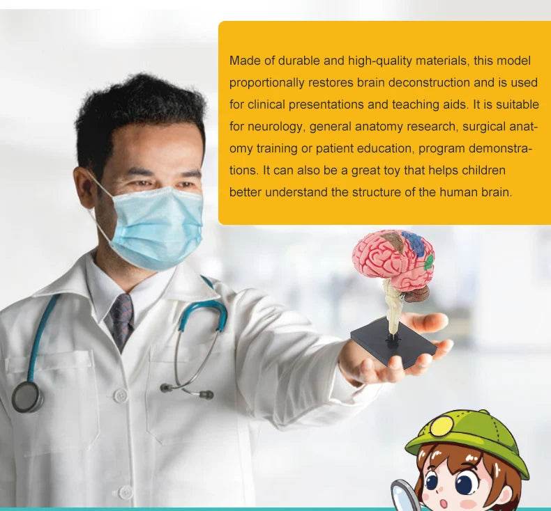 Montagem de modelo de anatomia cerebral humana 4D de alta qualidade faça você mesmo para estudo de biologia médica e ferramenta de ensino - ToylandEU