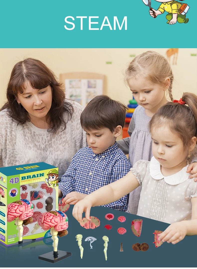Montagem de modelo de anatomia cerebral humana 4D de alta qualidade faça você mesmo para estudo de biologia médica e ferramenta de ensino - ToylandEU