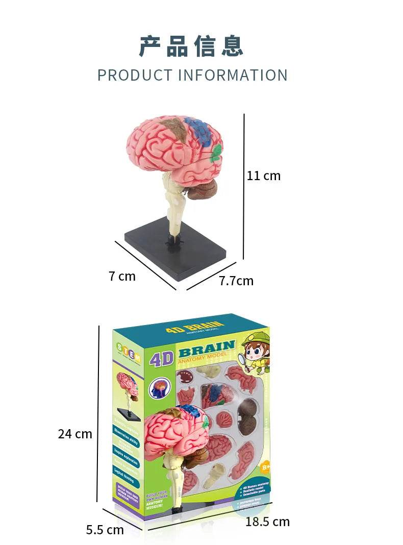 Montagem de modelo de anatomia cerebral humana 4D de alta qualidade faça você mesmo para estudo de biologia médica e ferramenta de ensino - ToylandEU