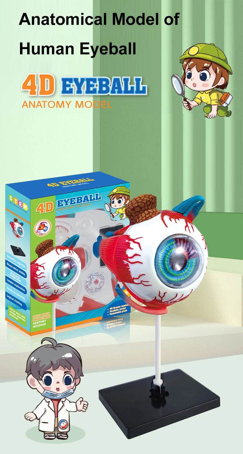 Montagem de modelo de anatomia cerebral humana 4D de alta qualidade faça você mesmo para estudo de biologia médica e ferramenta de ensino - ToylandEU