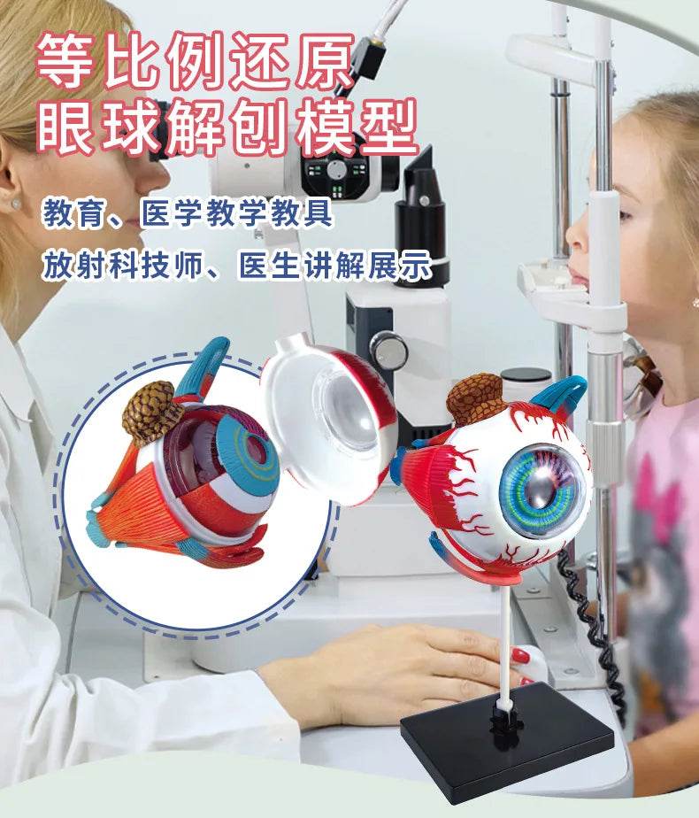 Montagem de modelo de anatomia cerebral humana 4D de alta qualidade faça você mesmo para estudo de biologia médica e ferramenta de ensino - ToylandEU