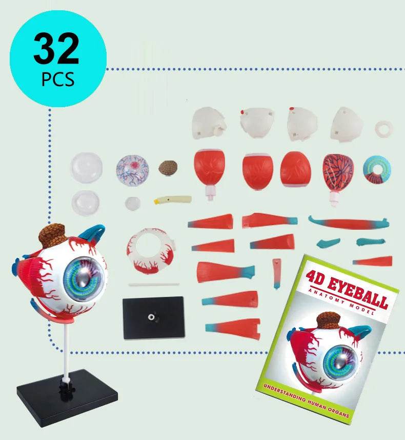 Montagem de modelo de anatomia cerebral humana 4D de alta qualidade faça você mesmo para estudo de biologia médica e ferramenta de ensino - ToylandEU