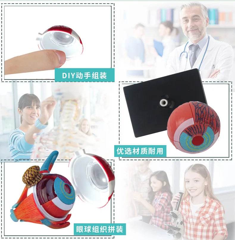 Montagem de modelo de anatomia cerebral humana 4D de alta qualidade faça você mesmo para estudo de biologia médica e ferramenta de ensino - ToylandEU