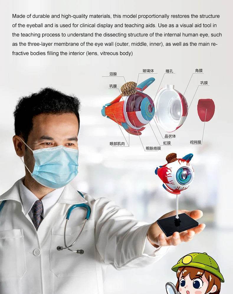 Montagem de modelo de anatomia cerebral humana 4D de alta qualidade faça você mesmo para estudo de biologia médica e ferramenta de ensino - ToylandEU