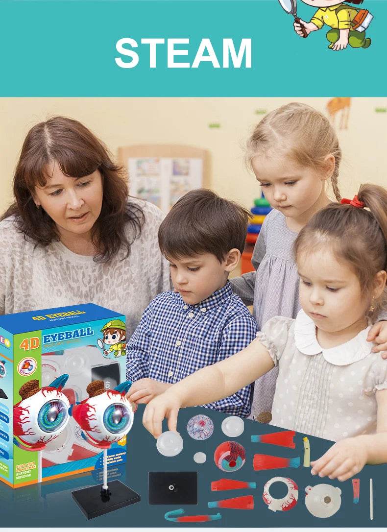 Montagem de modelo de anatomia cerebral humana 4D de alta qualidade faça você mesmo para estudo de biologia médica e ferramenta de ensino - ToylandEU