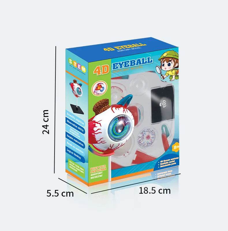 Montagem de modelo de anatomia cerebral humana 4D de alta qualidade faça você mesmo para estudo de biologia médica e ferramenta de ensino - ToylandEU