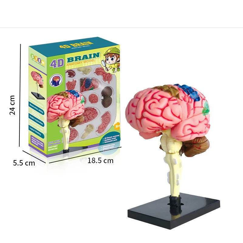 Montagem de modelo de anatomia cerebral humana 4D de alta qualidade faça você mesmo para estudo de biologia médica e ferramenta de ensino - ToylandEU