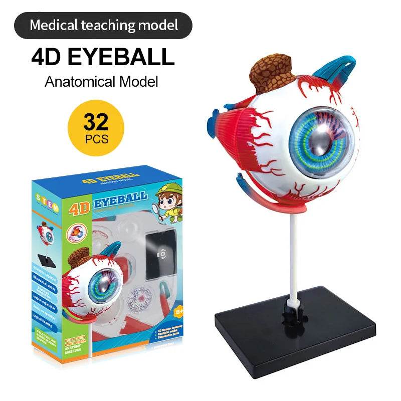 Montagem de modelo de anatomia cerebral humana 4D de alta qualidade faça você mesmo para estudo de biologia médica e ferramenta de ensino - ToylandEU