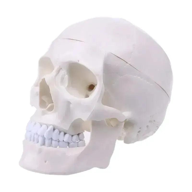  Human Anatomy Head Skull Model For Teaching And Study -  ToylandEU™