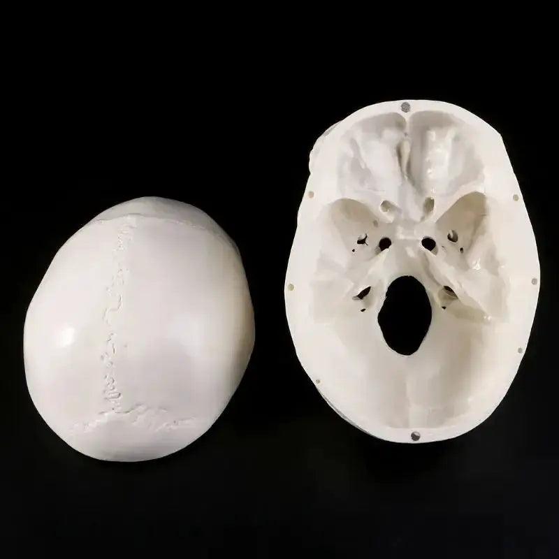  Human Anatomy Head Skull Model For Teaching And Study -  ToylandEU™