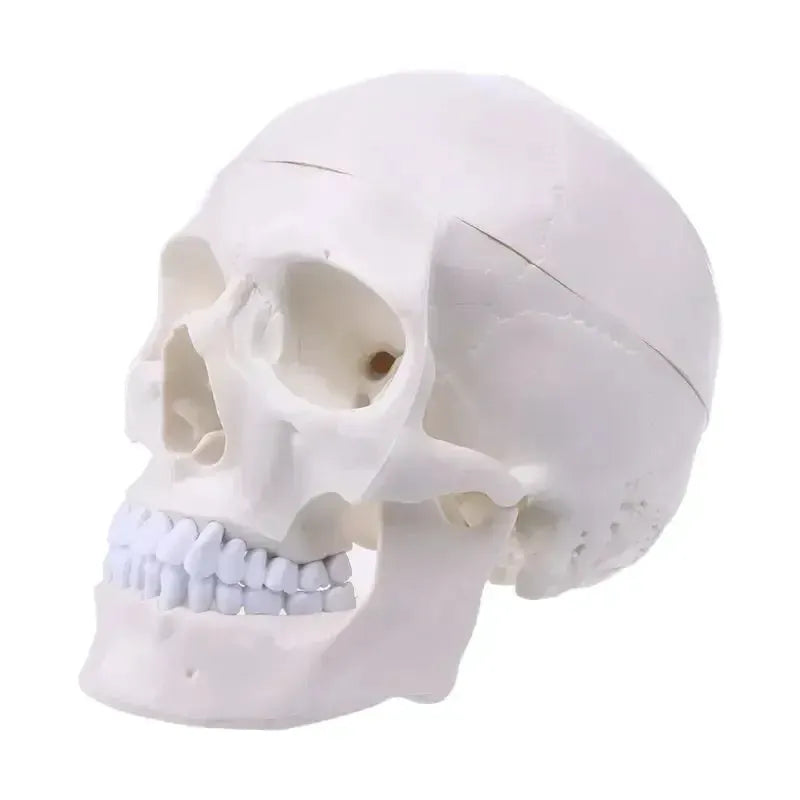 Human Anatomy Head Skull Model for Teaching and Study - ToylandEU