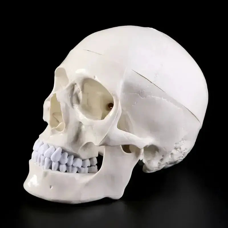 Human Anatomy Head Skull Model for Teaching and Study - ToylandEU