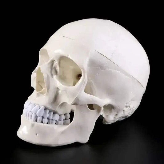  Human Anatomy Head Skull Model For Teaching And Study -  ToylandEU™